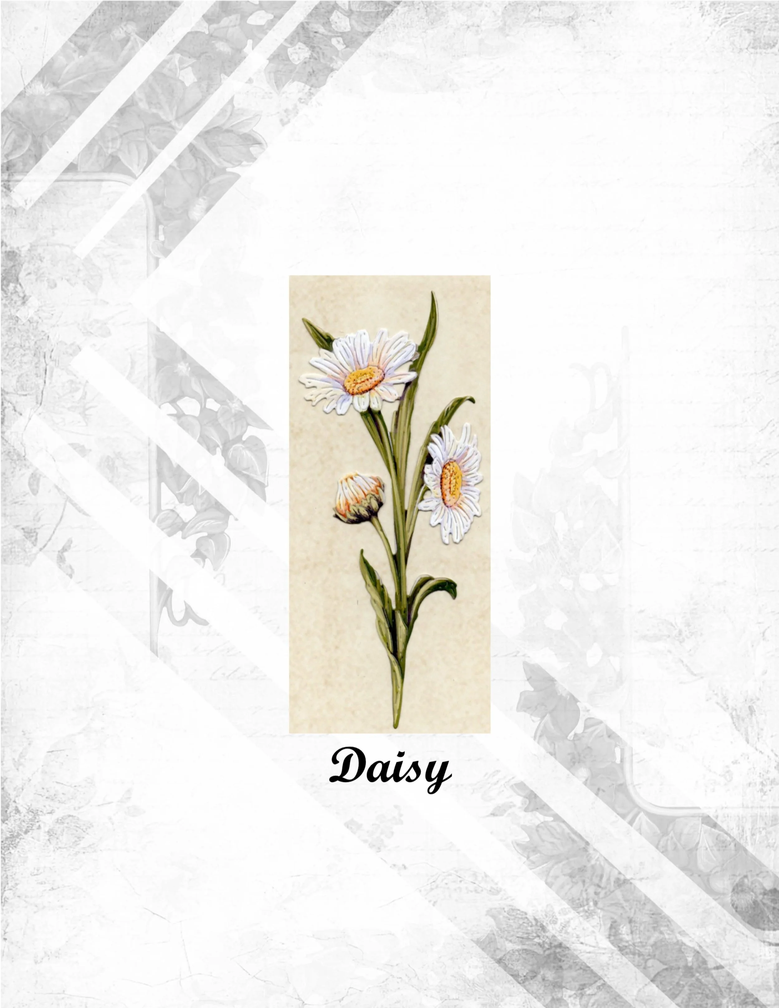Daisy.jpg