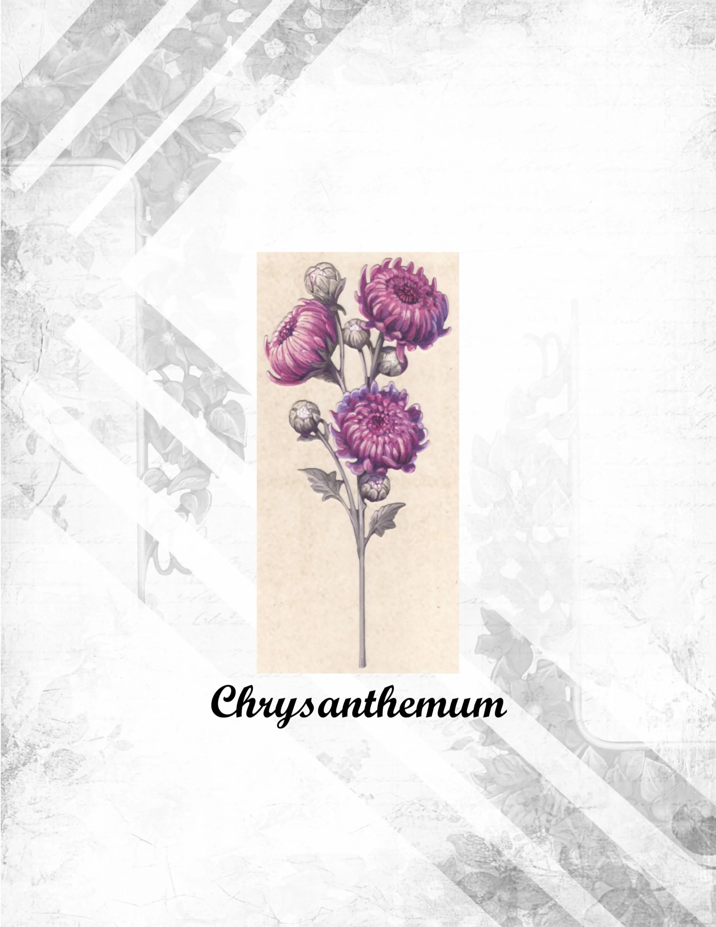 Chrysanthemum.jpg