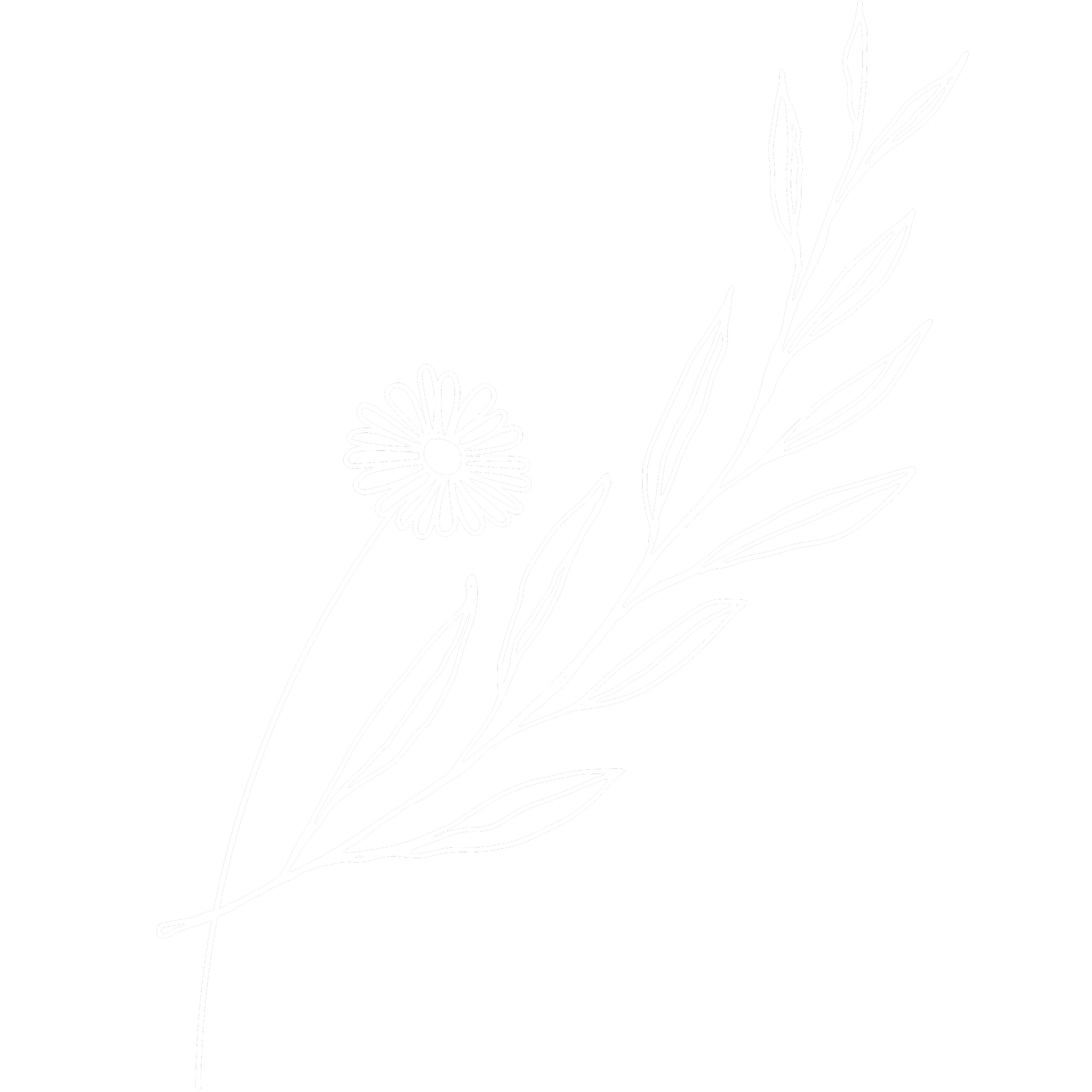 A daisy and leaf drawing