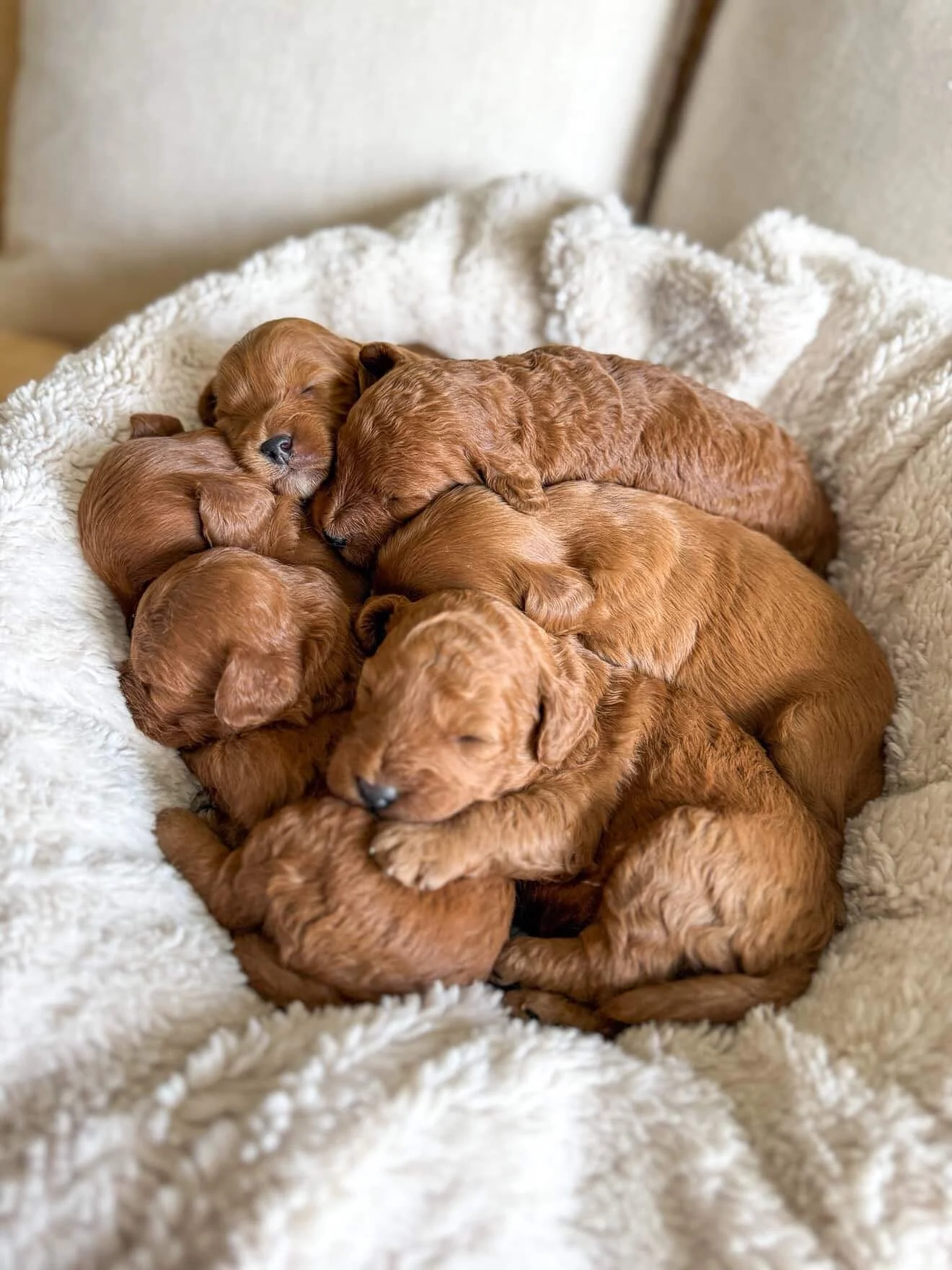 These are the sweet boys that will be joining your Puppy Pilates class! They&rsquo;re still little babies that will be around 7 weeks old when we run our event! We can&rsquo;t wait for this special day with you all. @willowpetsau 🤎

If you haven&rsq