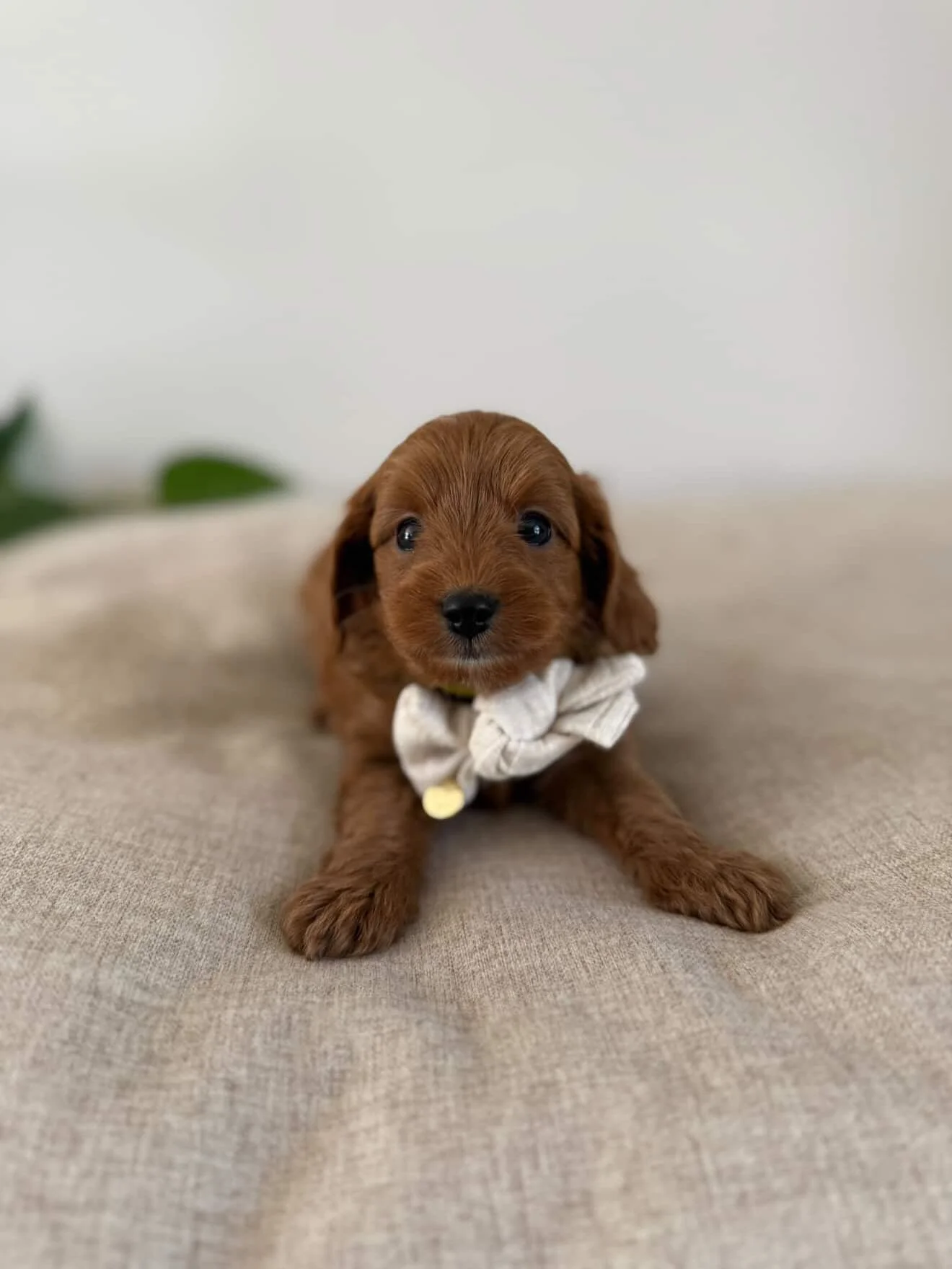 The cuties waiting patiently for our puppy Pilates event next weekend!! 🐶🐾 @willowpetsau