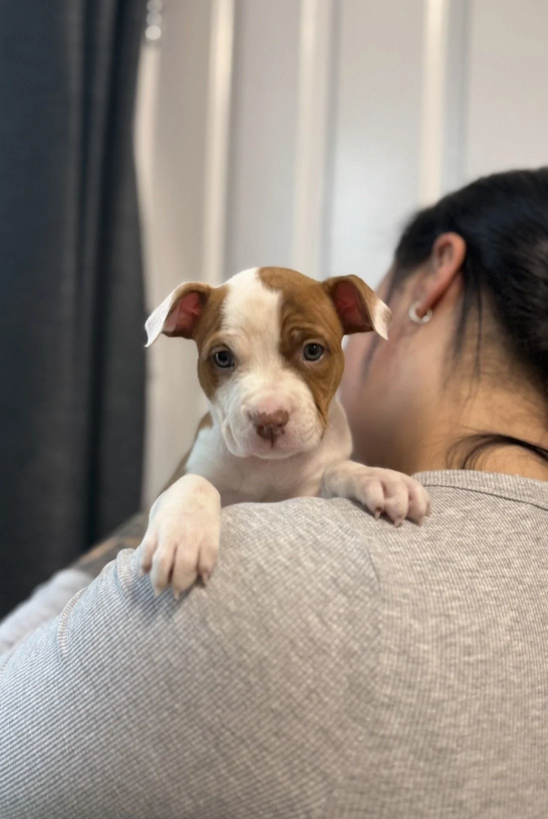 A person holding a cute brown and white puppy with blue eyes on their shoulder in a cozy indoor setting.