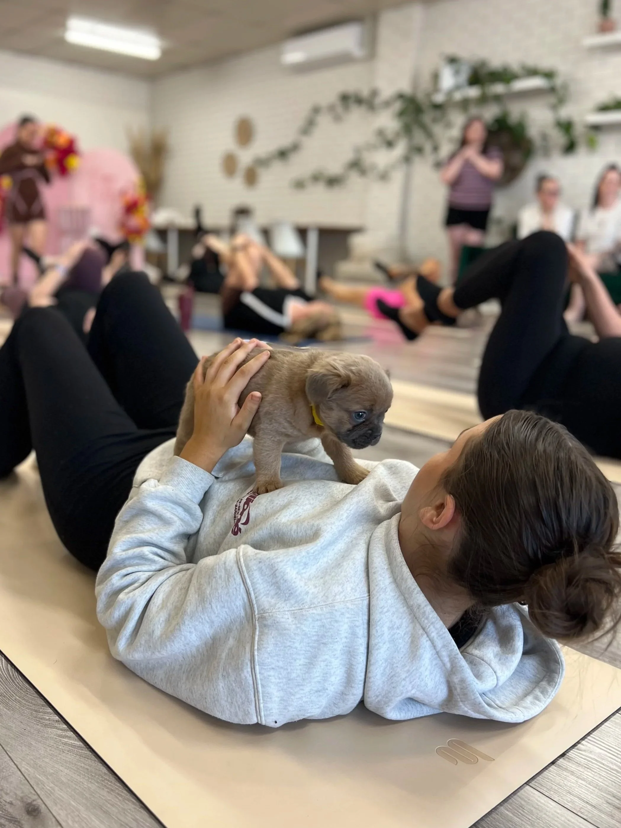 A woman lying on her back on a white yoga mat with a small puppy on her chest, surrounded by people in a yoga or fitness class in a studio with white brick walls and potted plants.