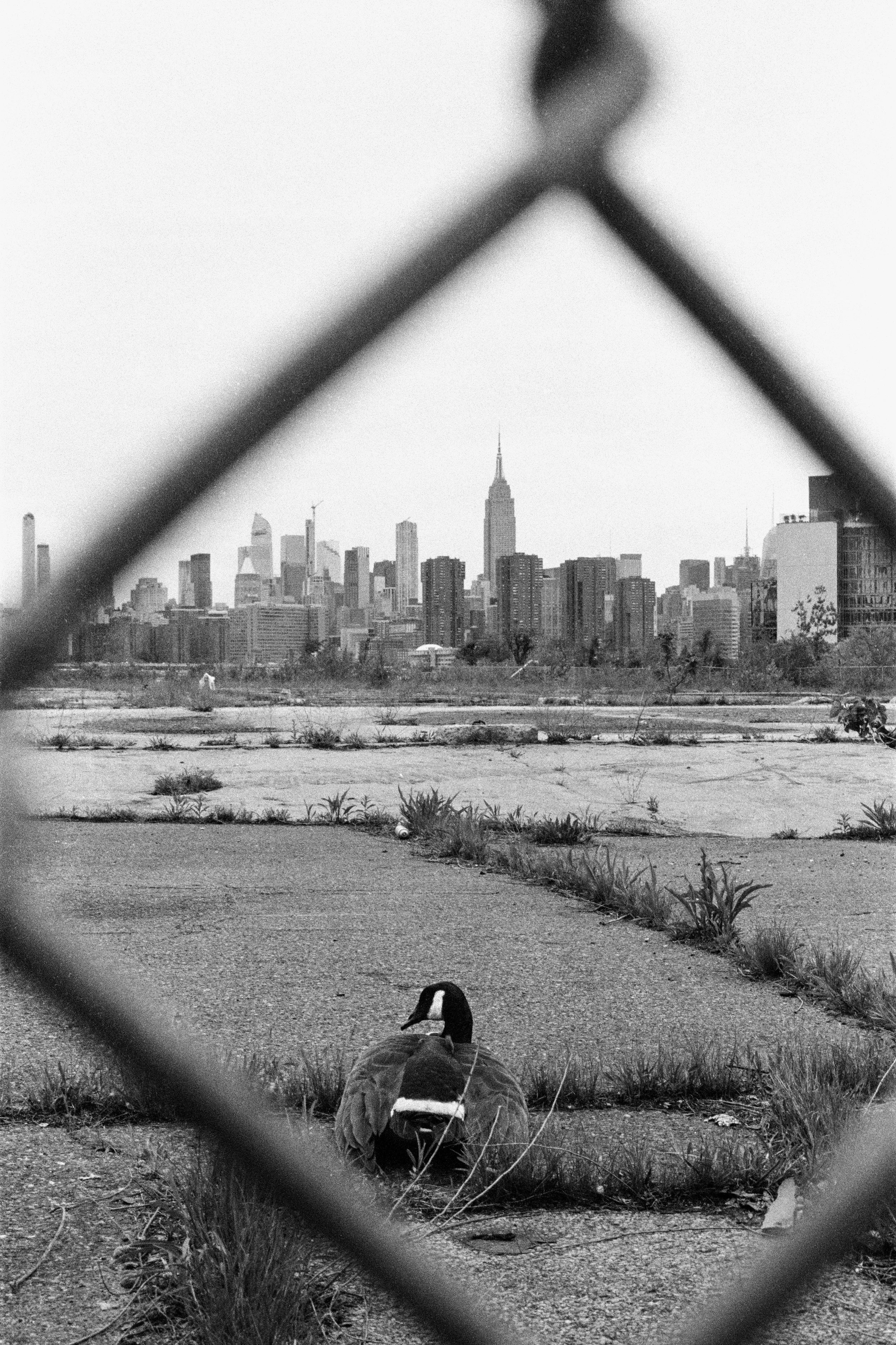 View of Midtown from Greenpoint. Brooklyn, 2024