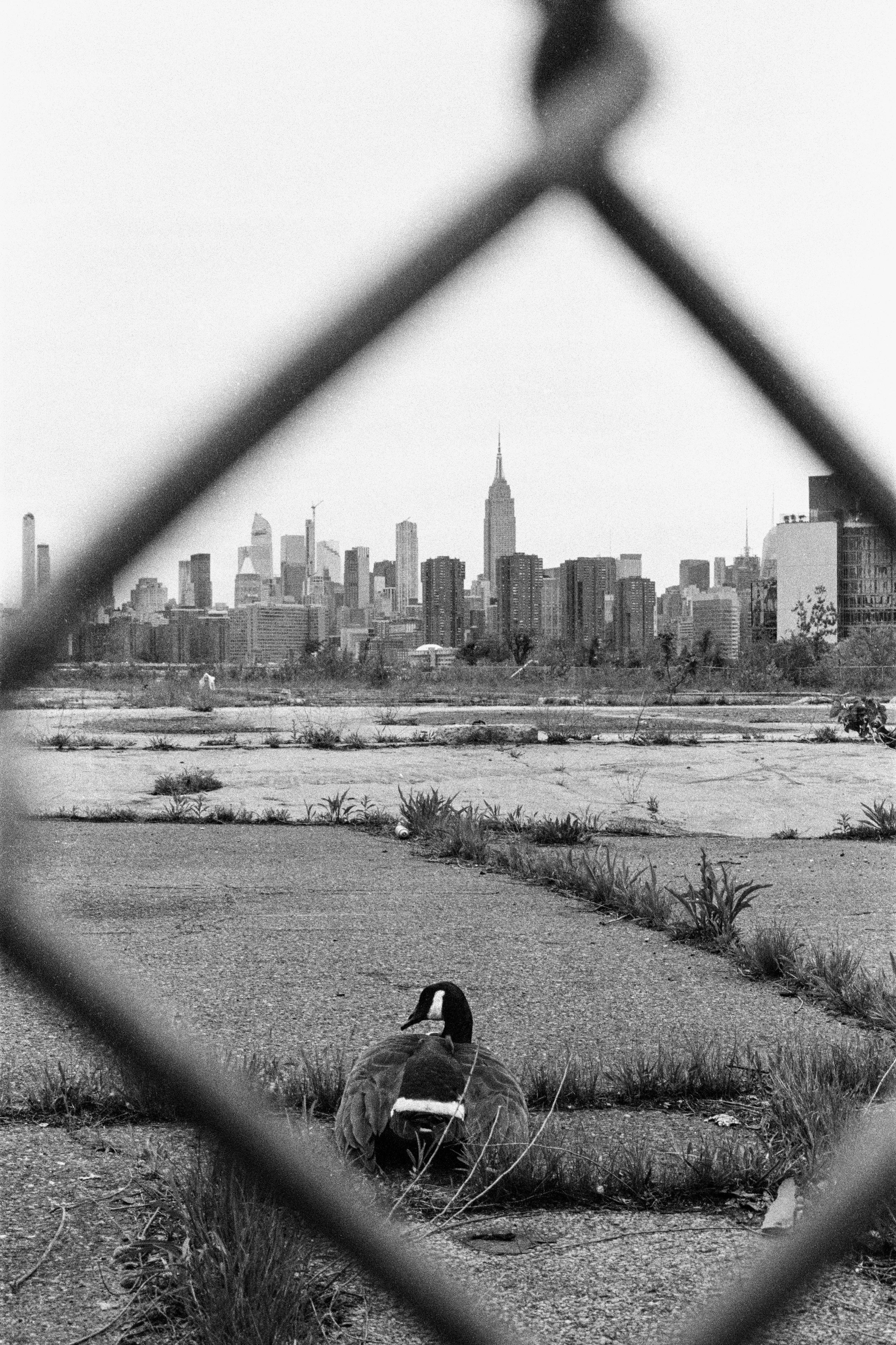 View of Midtown from Greenpoint. Brooklyn, 2024