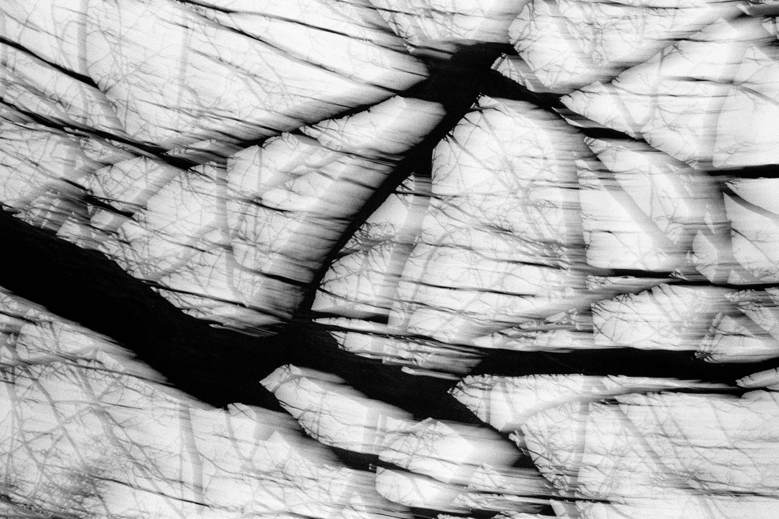 Dark Wood. McCarren Park, 2025 