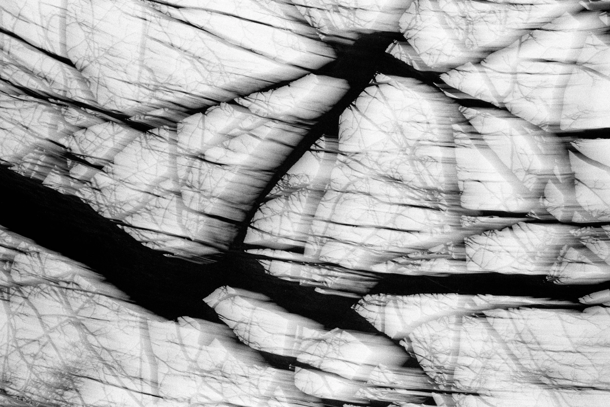 Dark Wood. McCarren Park, 2025 