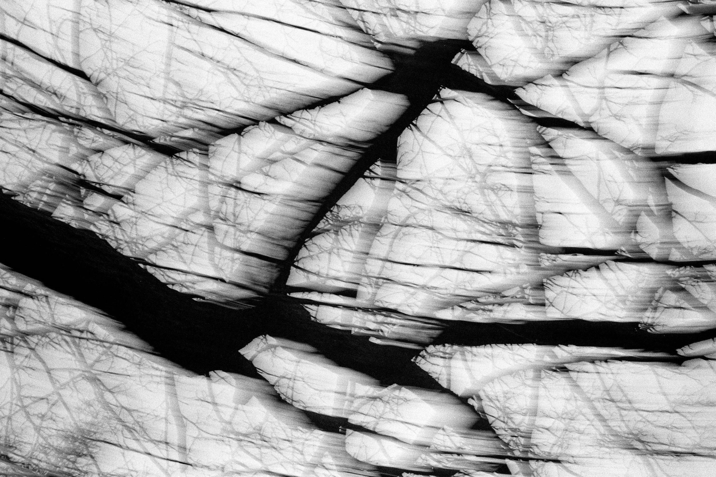 Dark Wood. McCarren Park, 2025 