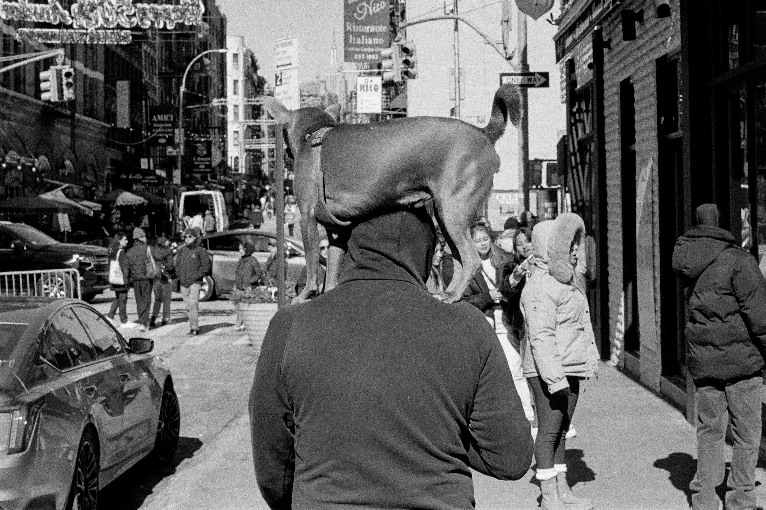 Shoulder Rider II. Mulberry Street, 2025