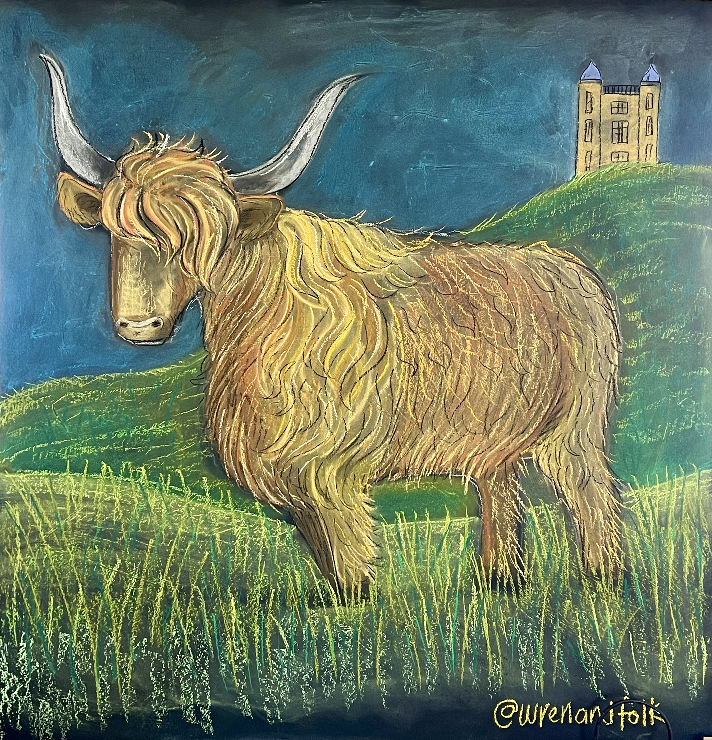 Highland Coo