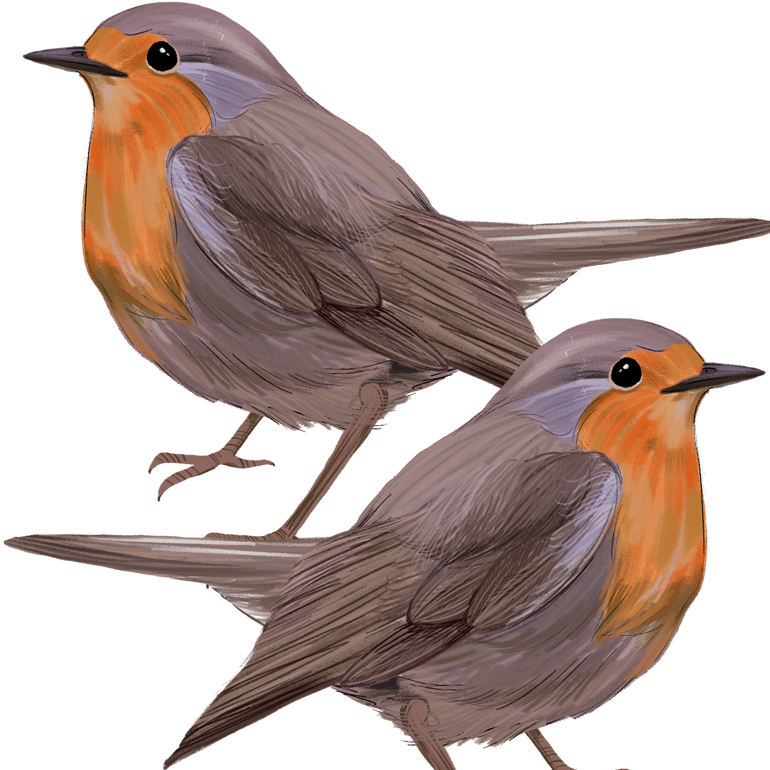 a pair of Robins