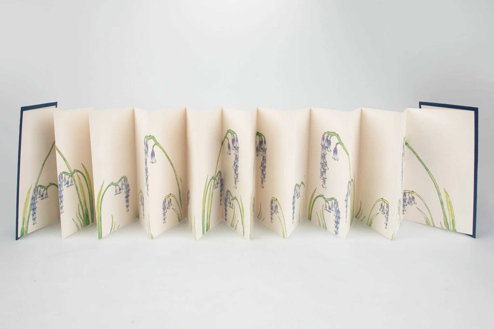 DCH panoramic bluebells.jpg