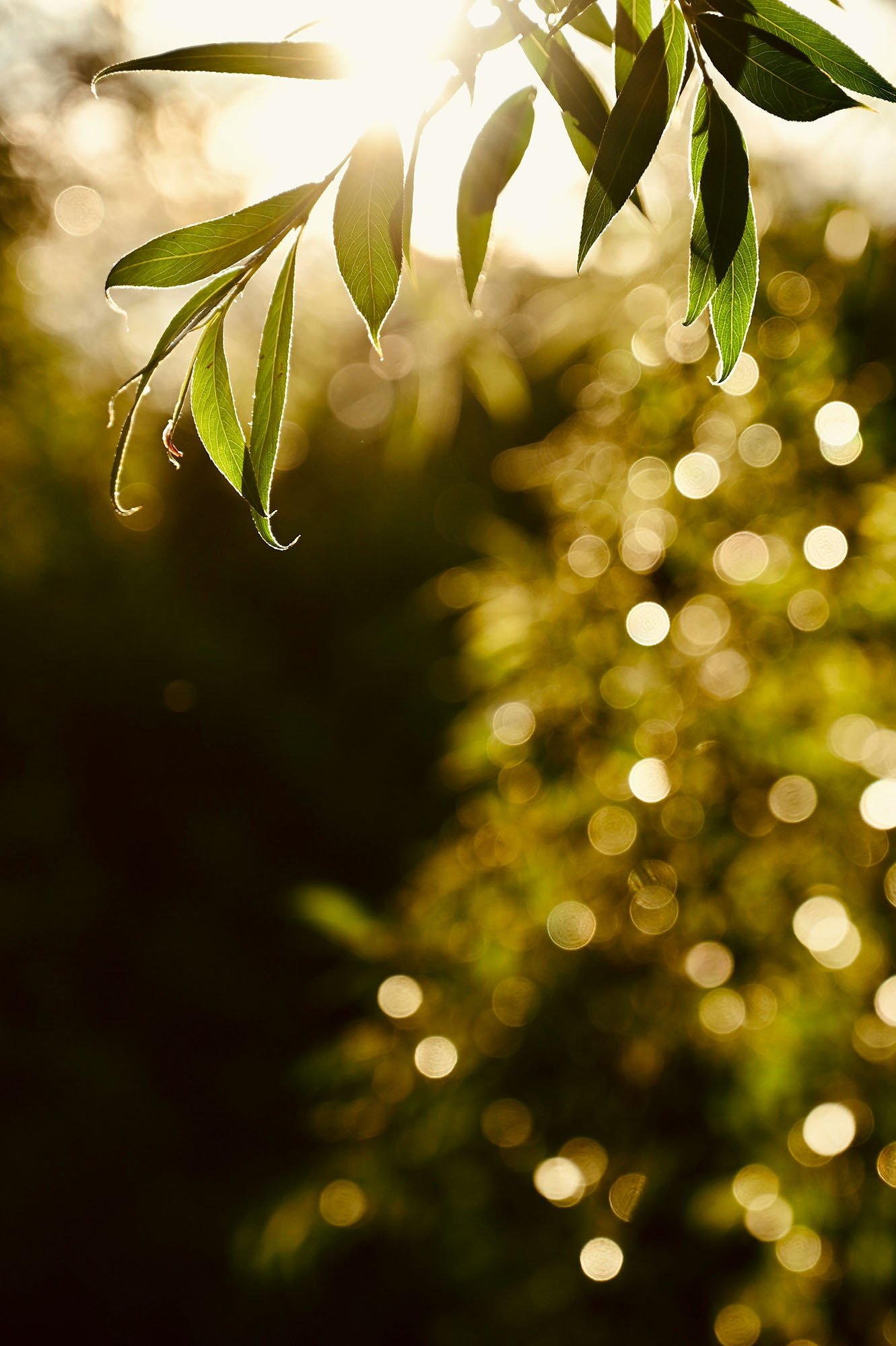 Sunlight streaming through green leaves, with a bokeh background of circular light spots.