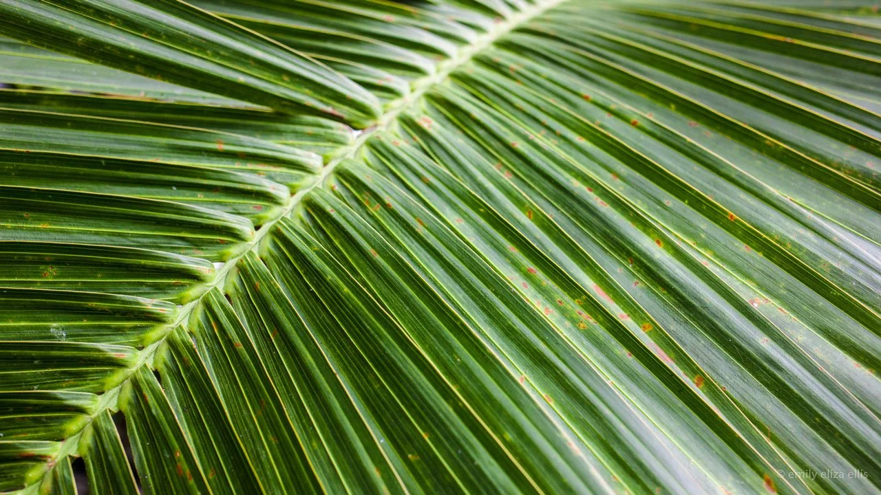 kew_ee_ (3).jpg
