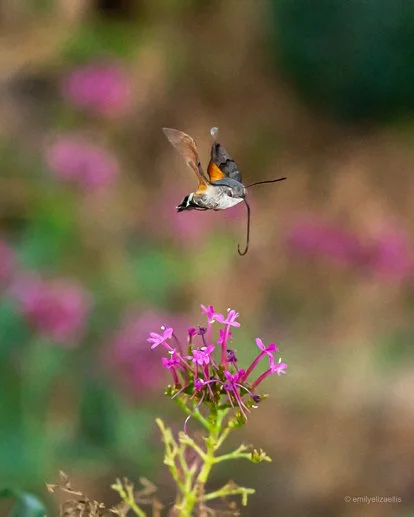 hummingbird-moth-hovering-over-flowers.jpg.jpg