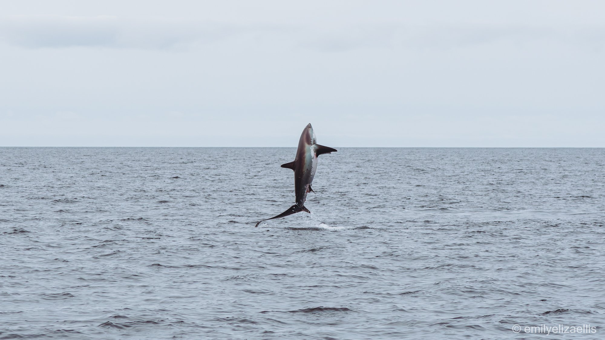 Isleofmull_emilyelizaellis-13.jpg