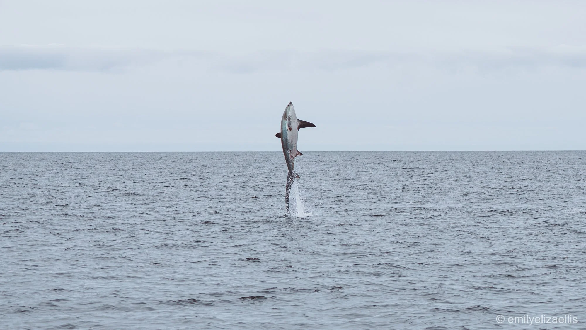 Isleofmull_emilyelizaellis-12.jpg