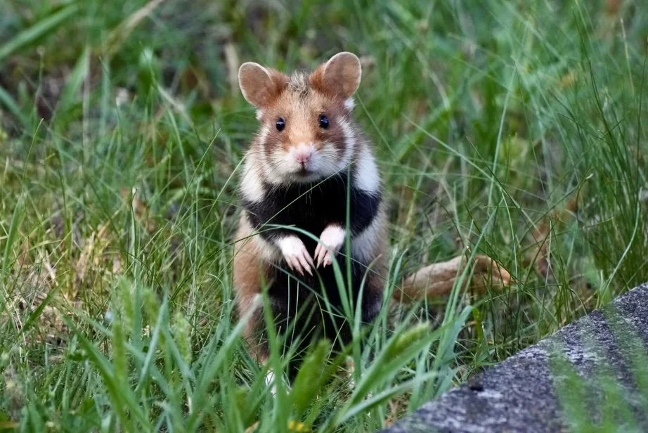 Wild Hamsters, Austria - COMING SOON!