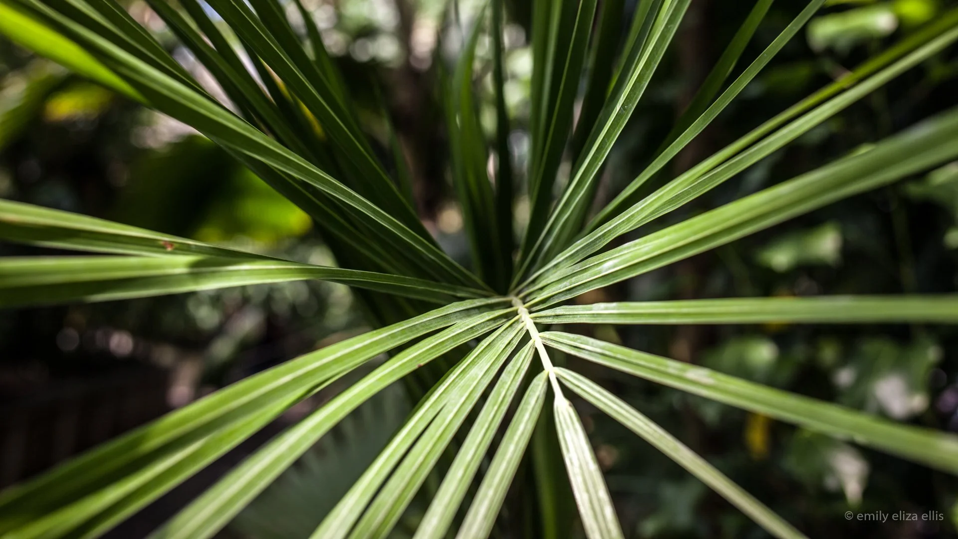 kew_ee_ (12).jpg