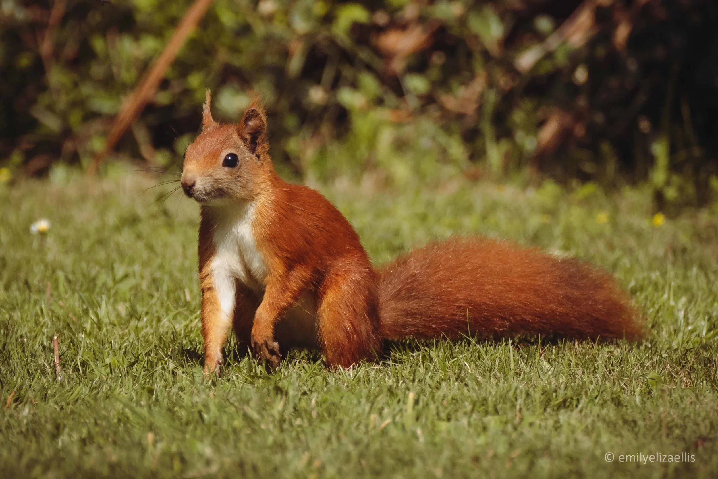 IOS_scilly_squirrels_tresco_1c_eee.jpg.webp