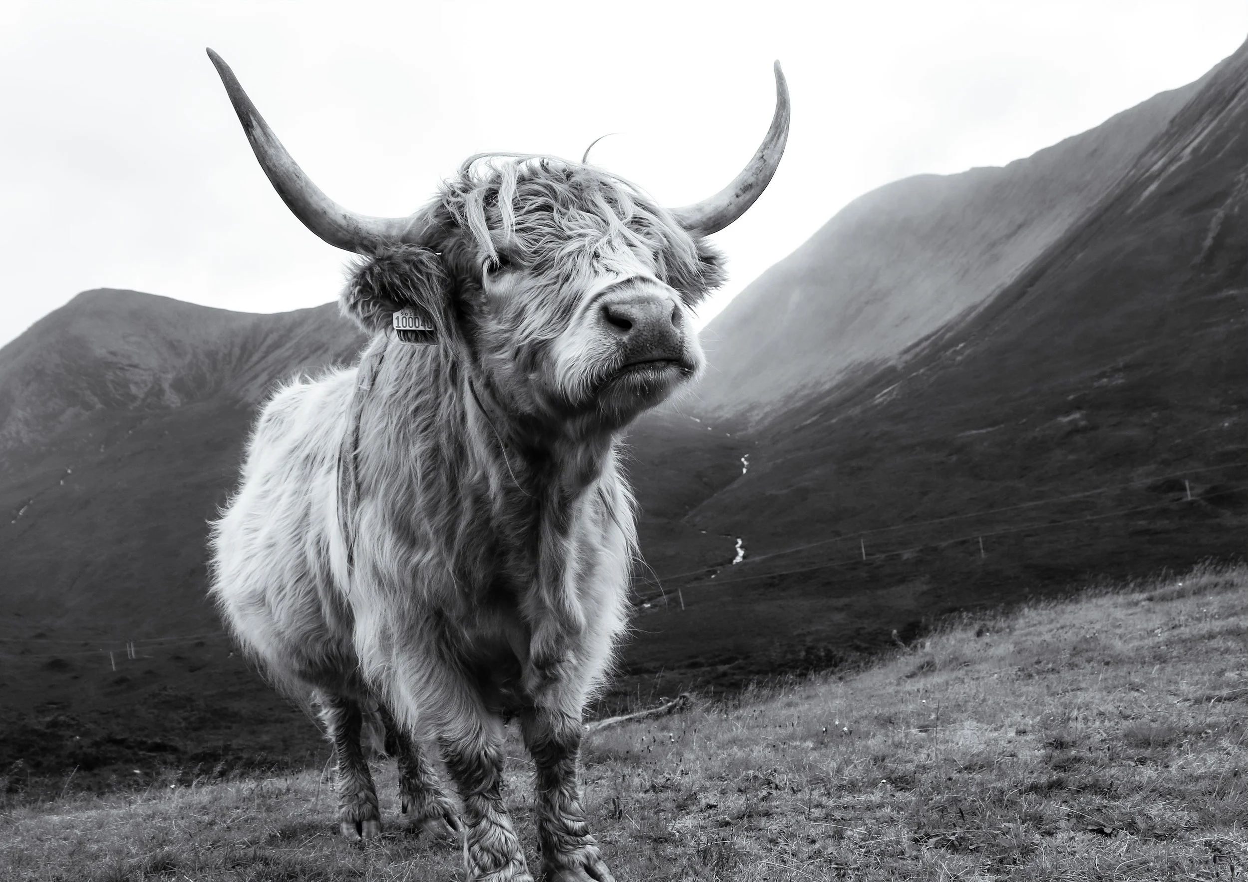 Skye-Coo.jpg