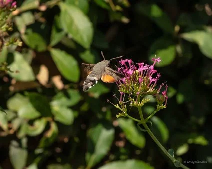 hummingbird-moth-in-flight-botanical.jpg.jpg