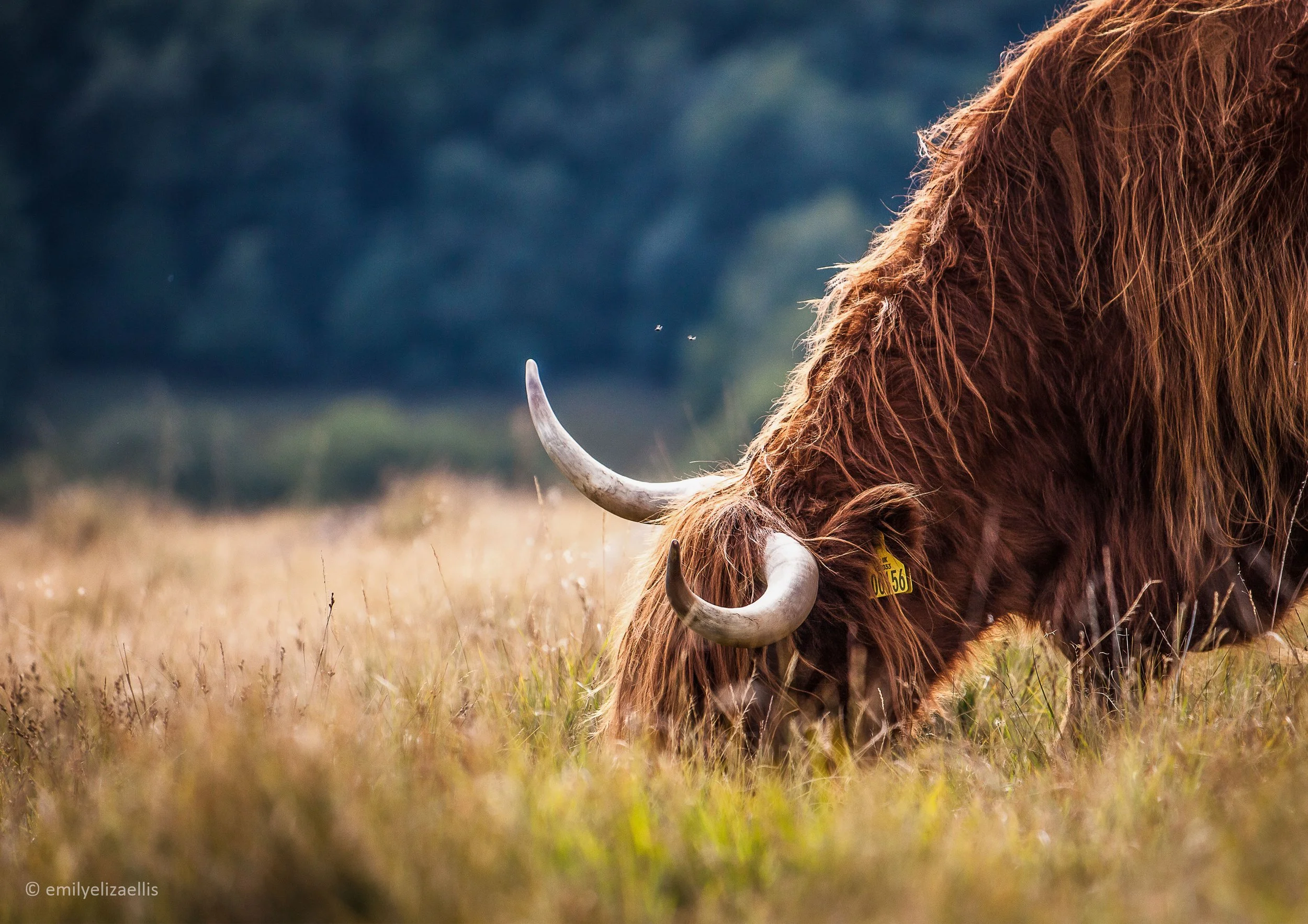 grazing-coo.jpg