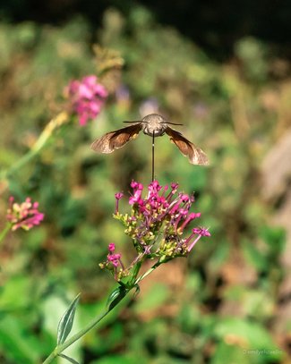 hummingbird-moth-hovering-garden-flower.jpg.jpg