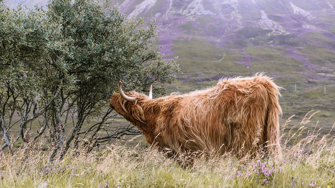 Isle of Skye eee 13.jpg
