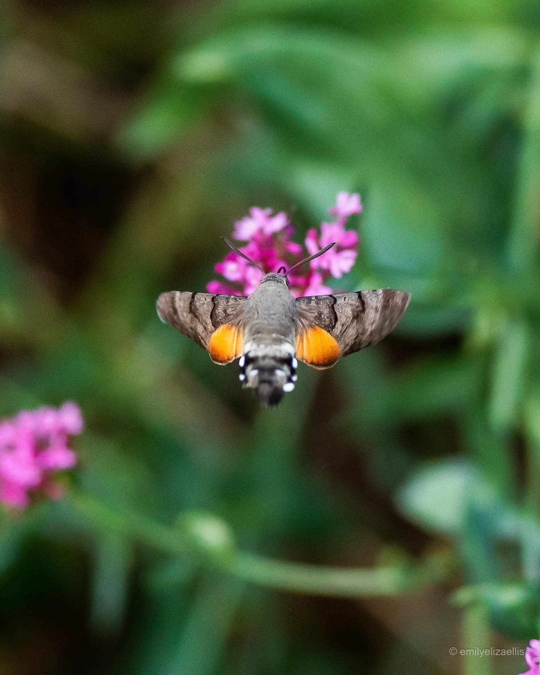 hummingbird-moth-feeding-pink-flowers.jpg.jpg