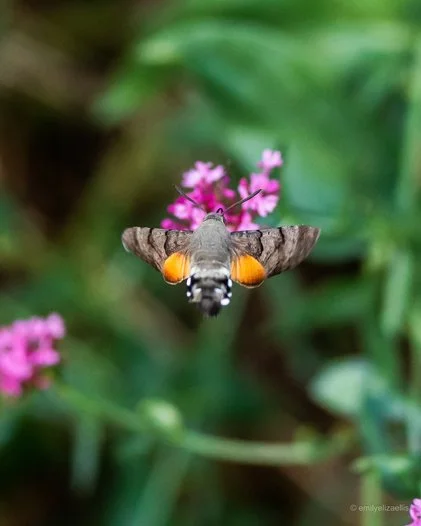 The Hummingbird Hawk Moth, Florence, Italy