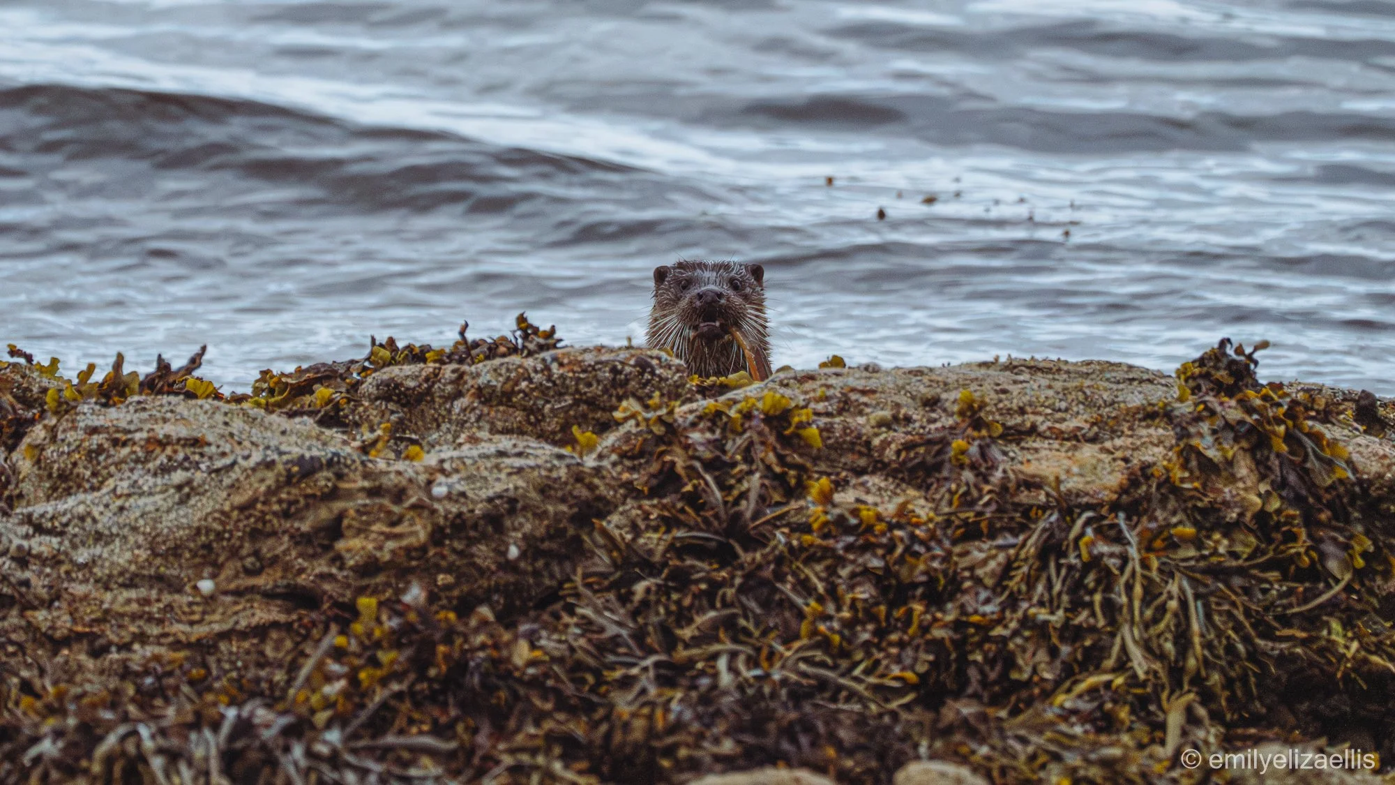 Eurasian Otters of the Isle of Mull