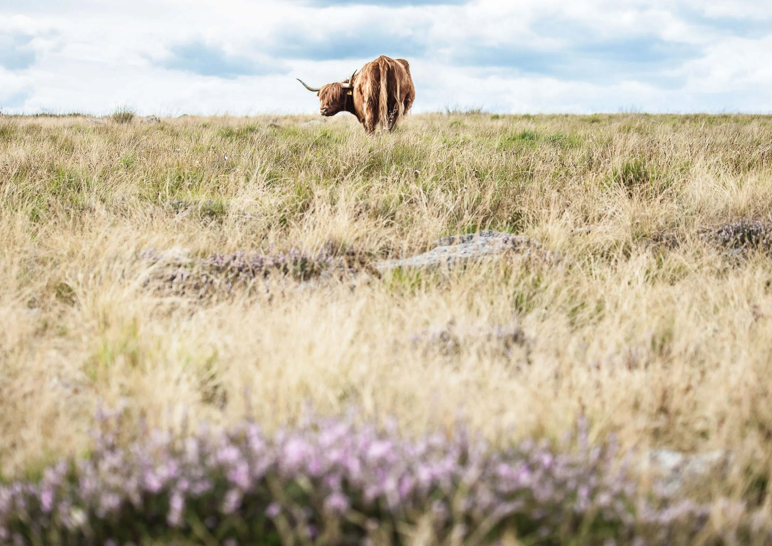 Highland-coo-yorkshire.jpg