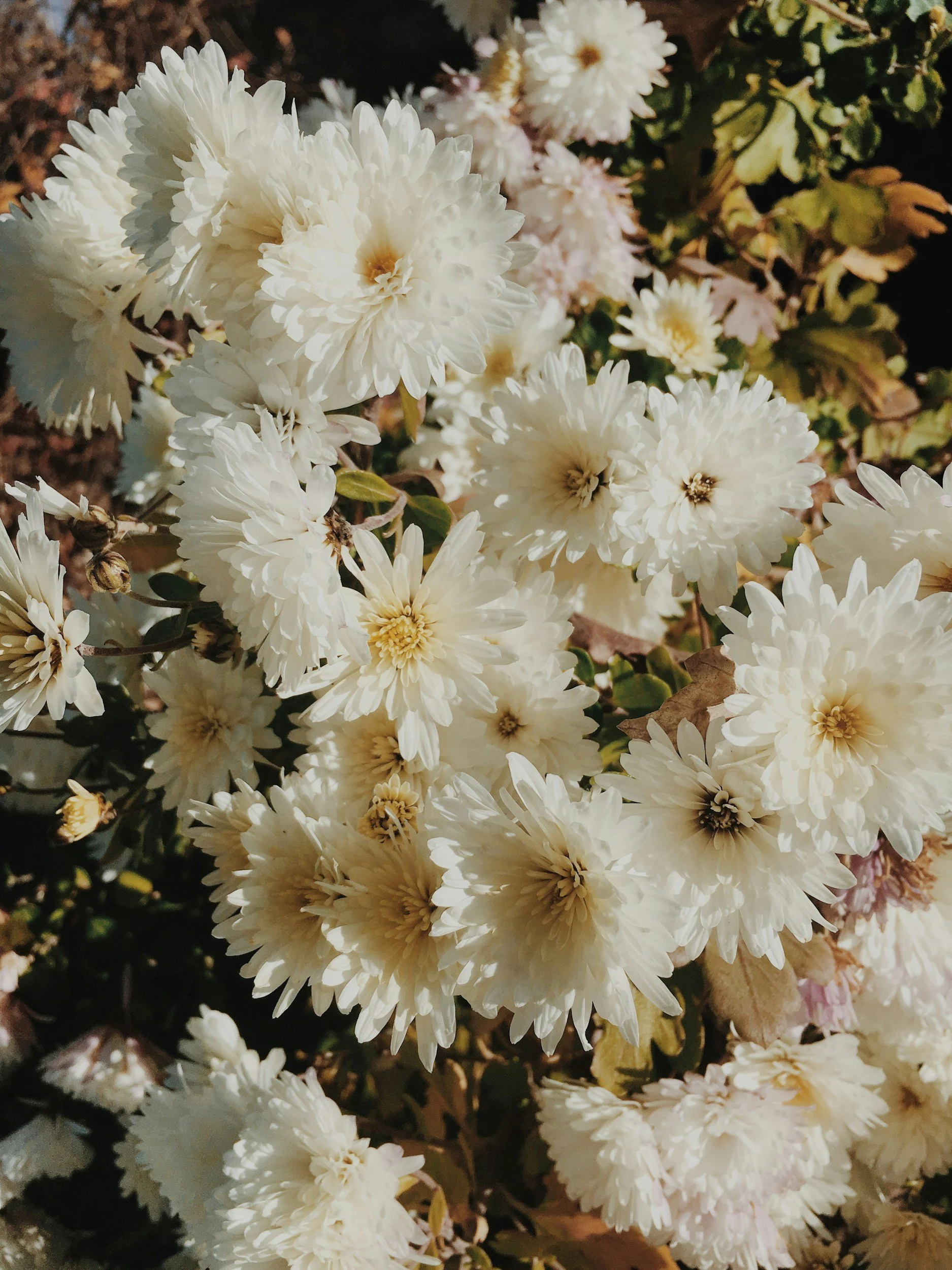 Close-up of white chrysanthemums in bloom with green and brown leaves in the background.