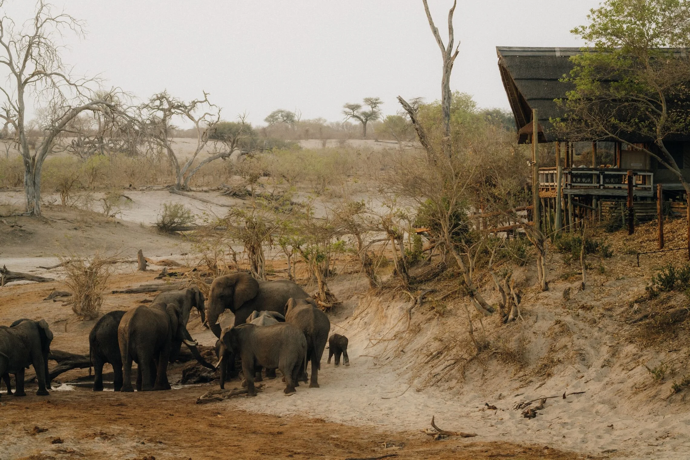Savute Elephant Lodge