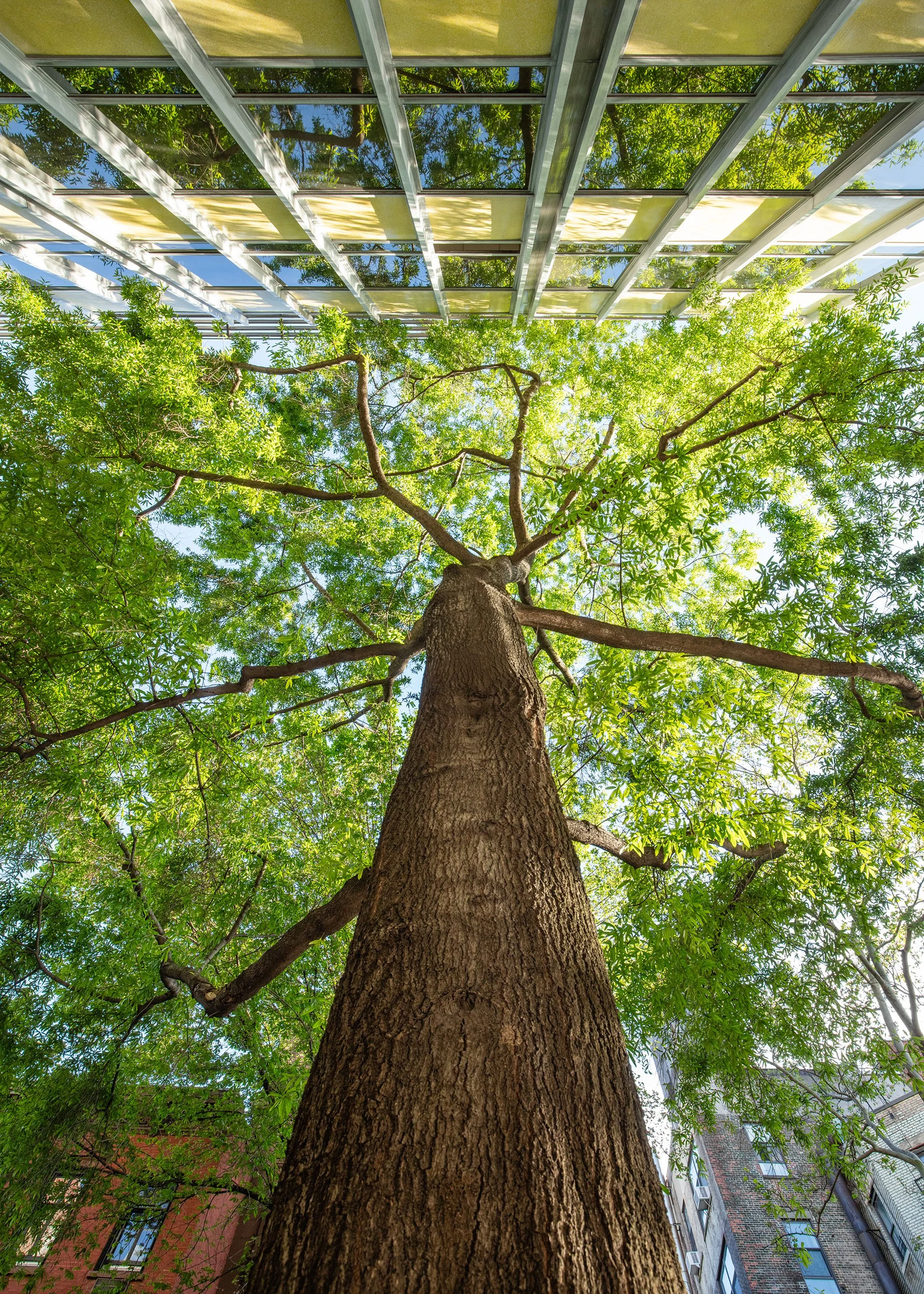 Matthew López-Jensen, "Educated Willow Oak"