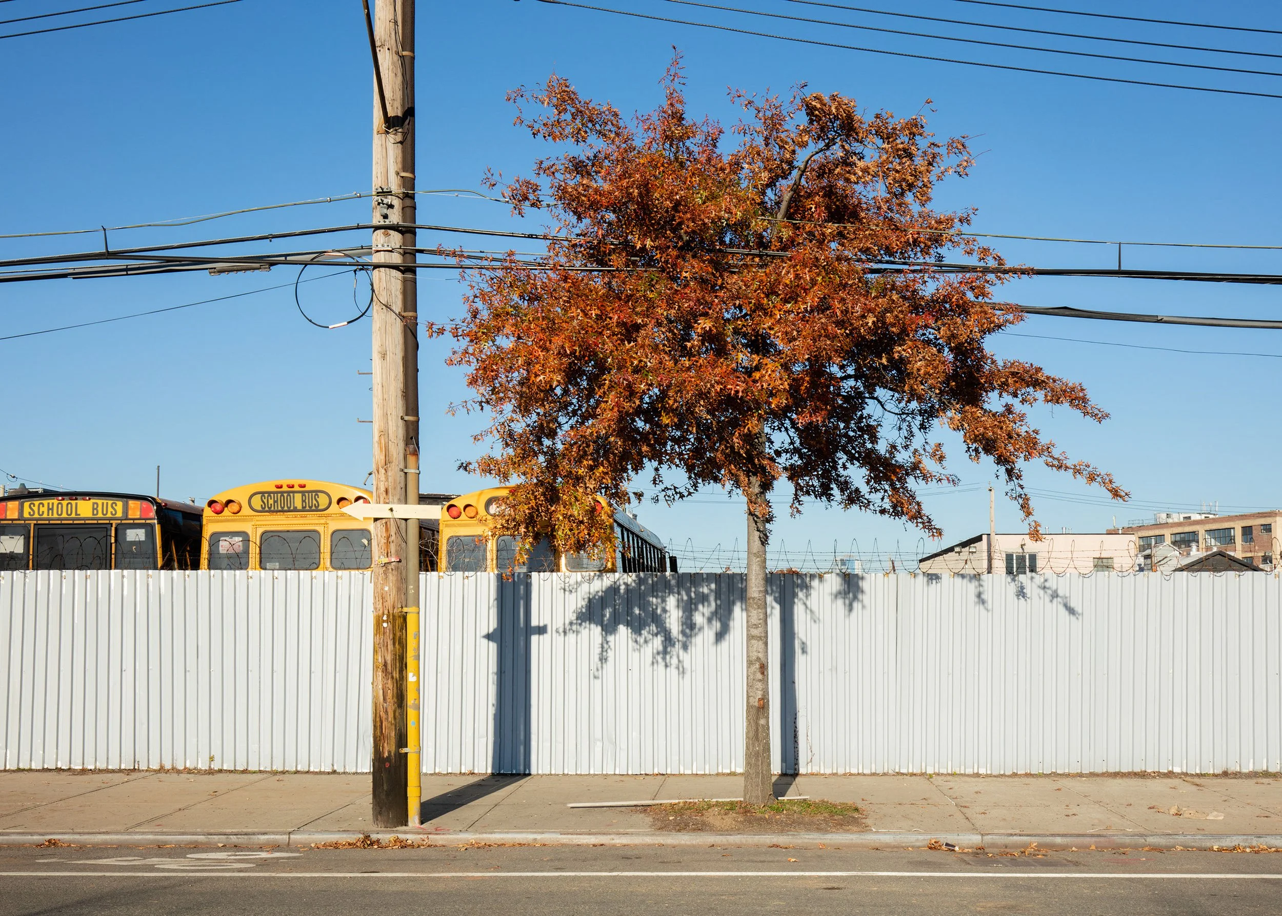 Bright Oak, Brooklyn.jpeg