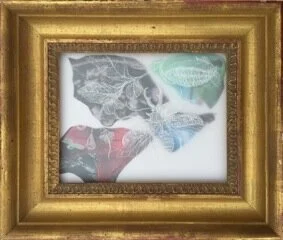 Ana Golici, 300 Hundred Years Later, After Maria Sibylla Merian I (2018)