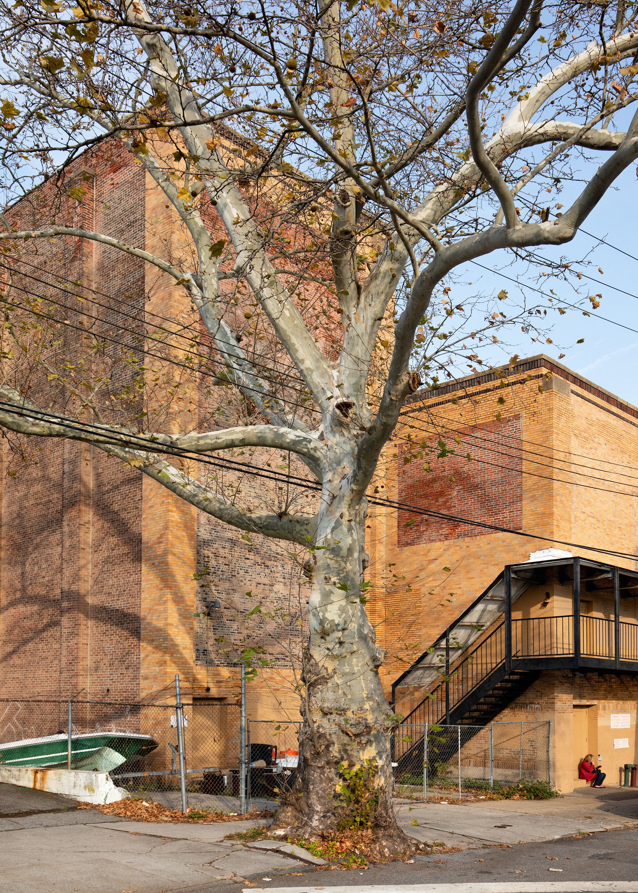 Old Theater Tree, Staten Island.jpg