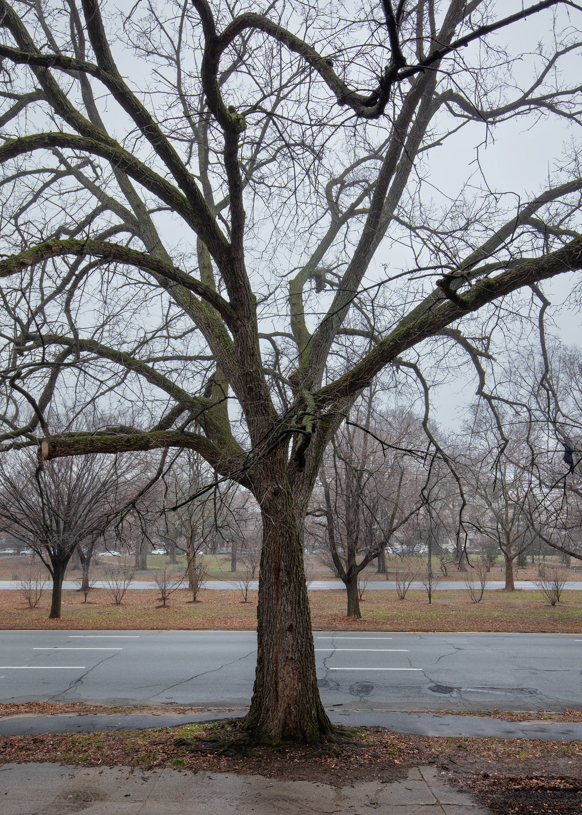 Matthew López-Jensen, "Resting Elm"