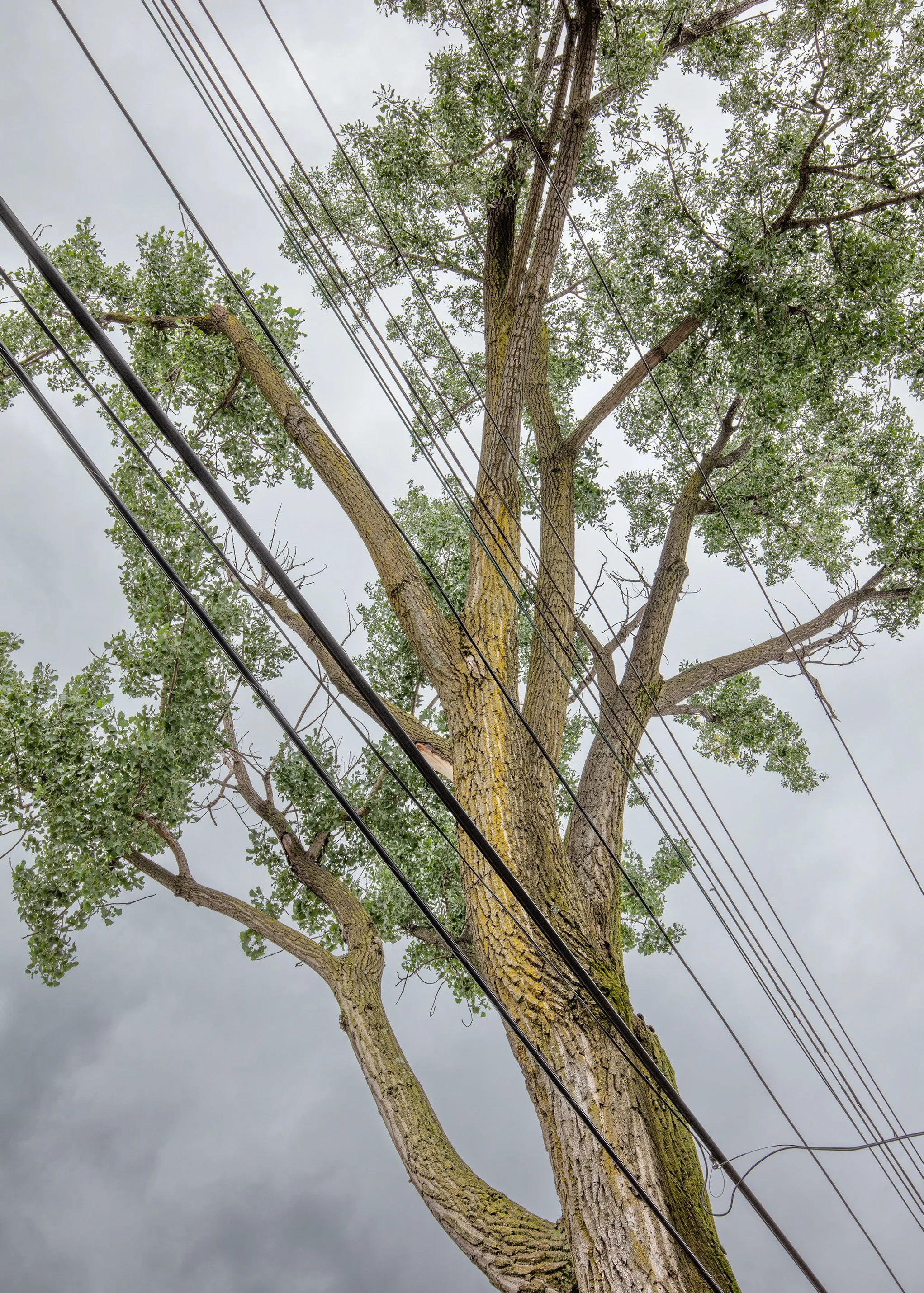 Triumphant Cottonwood, Queens.jpeg