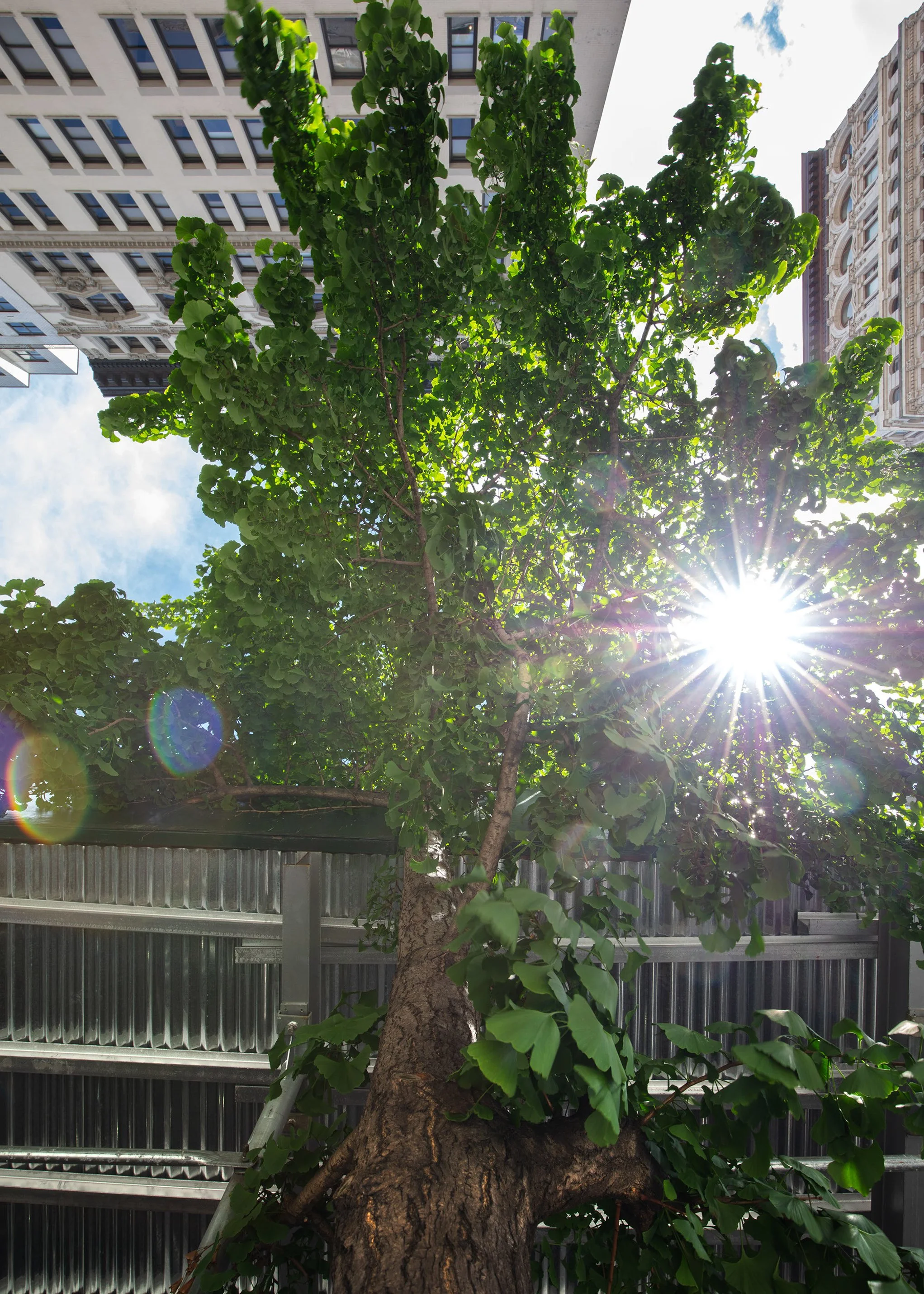 Matthew López-Jensen, "Sun and the Ginkgo"