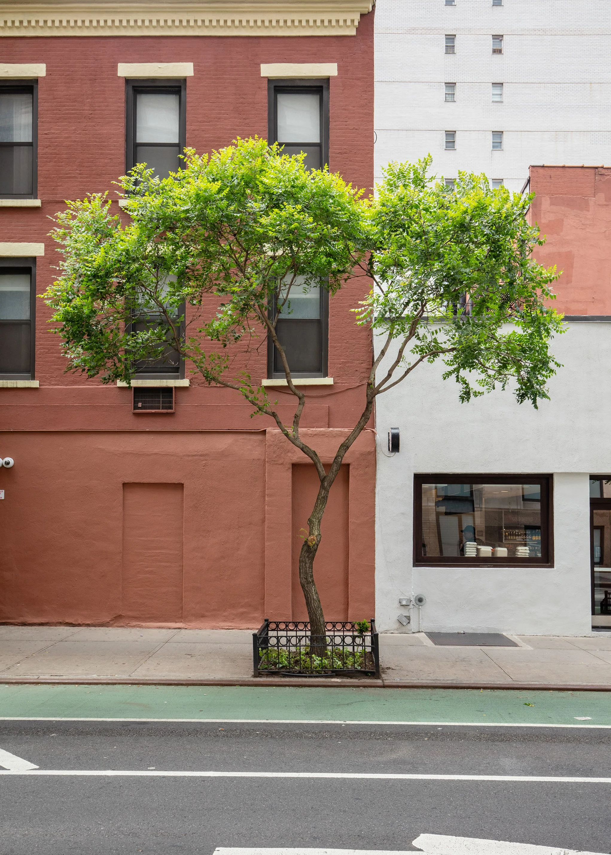 Matthew López-Jensen, "Dancing Kentucky Coffeetree, Manhattan"