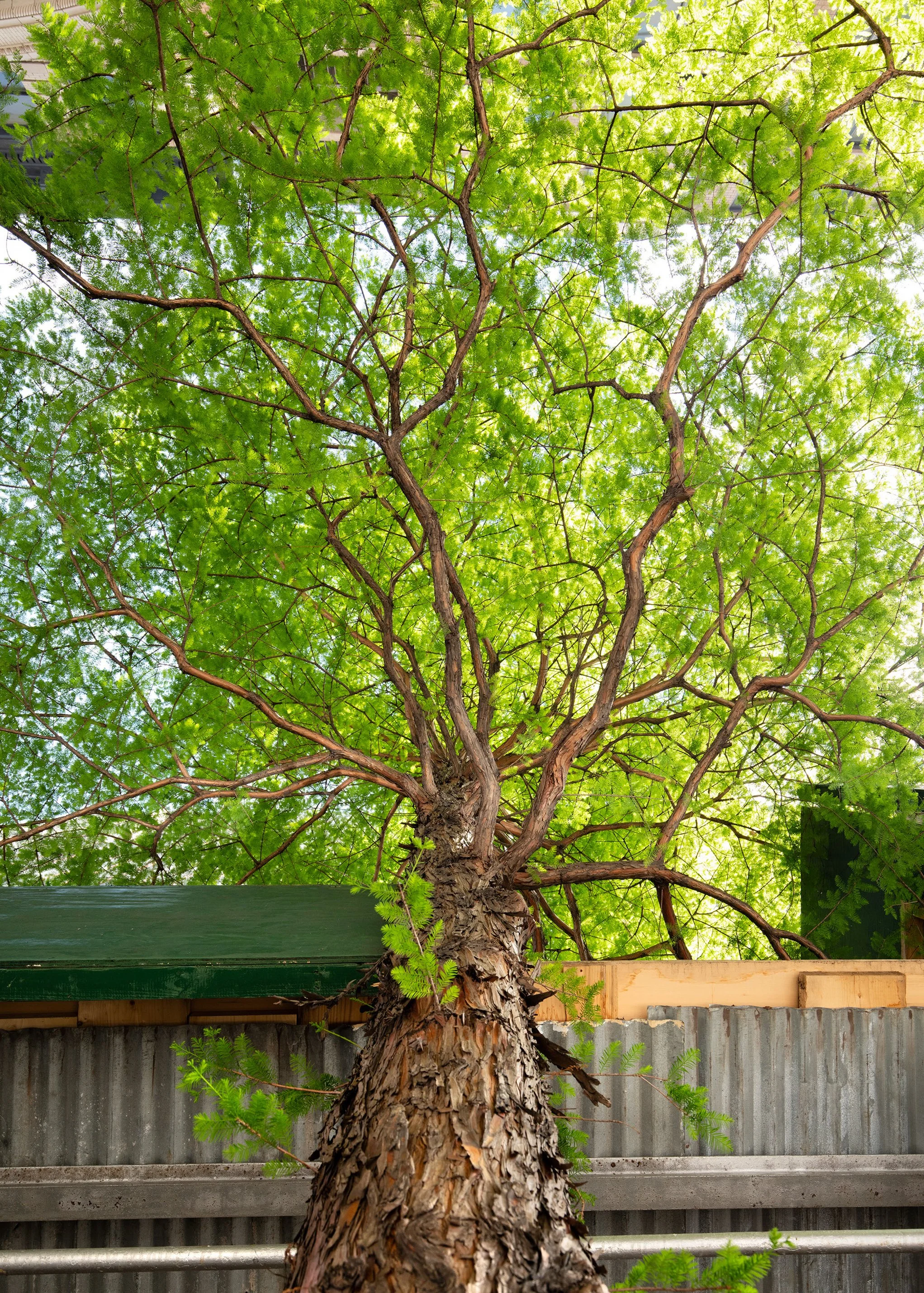 Matthew López-Jensen, "Dawn Redwood"