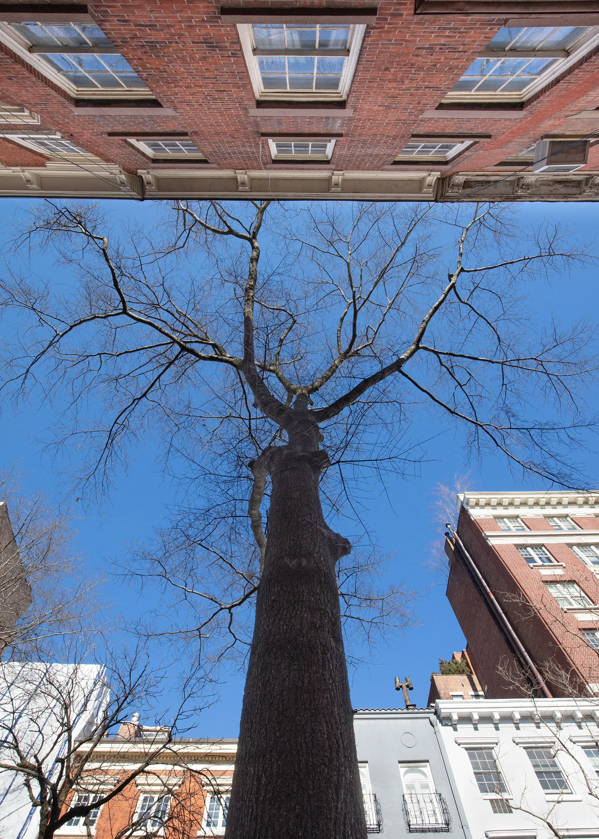 Matthew López-Jensen, "Townhouse Oak"