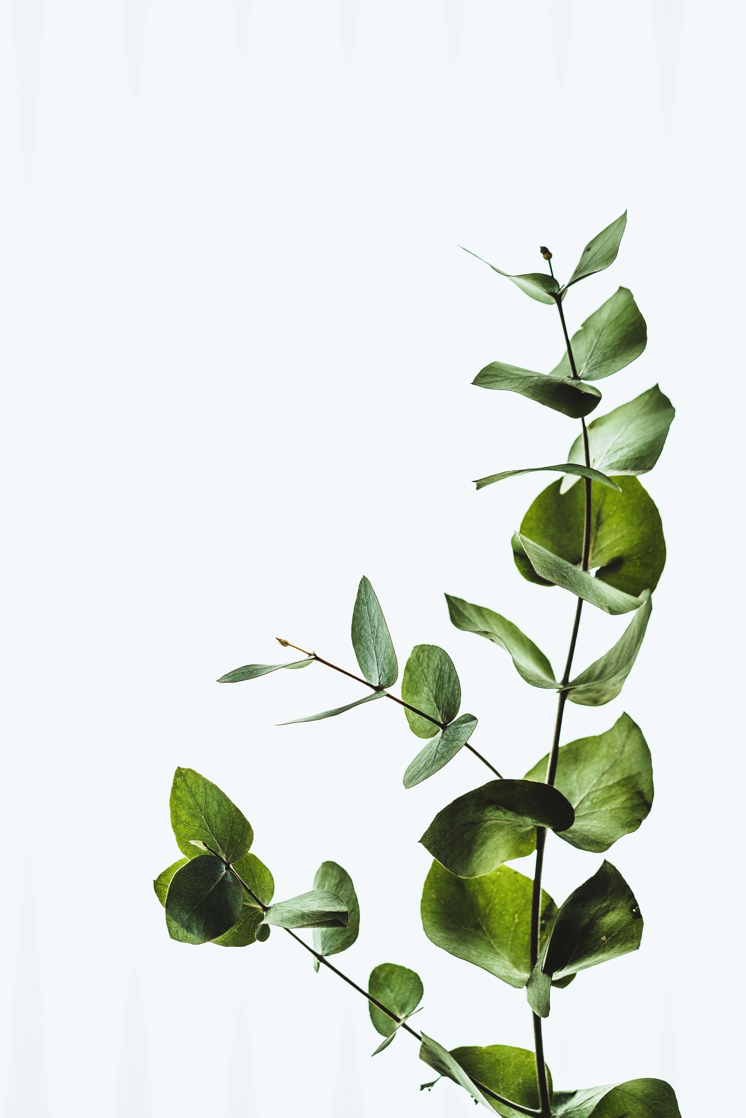 Green leafy plant with thin stem and elongated leaves against a plain light background.