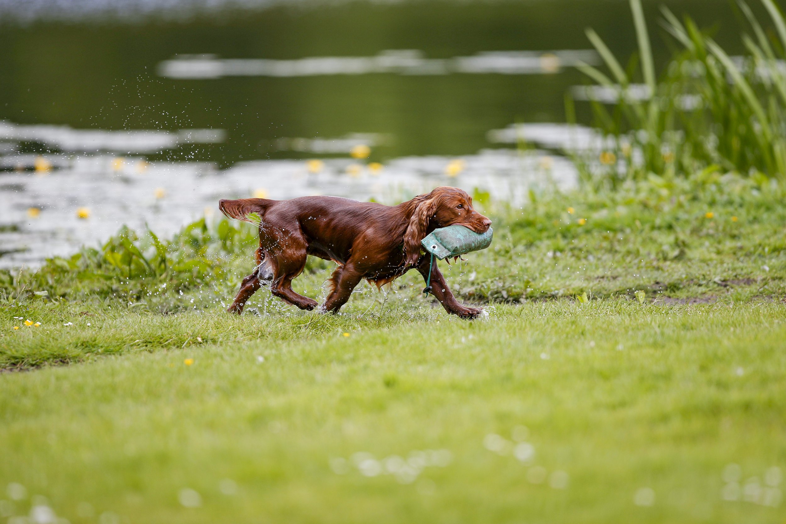 Gundogs - lakeside retrieve.jpg