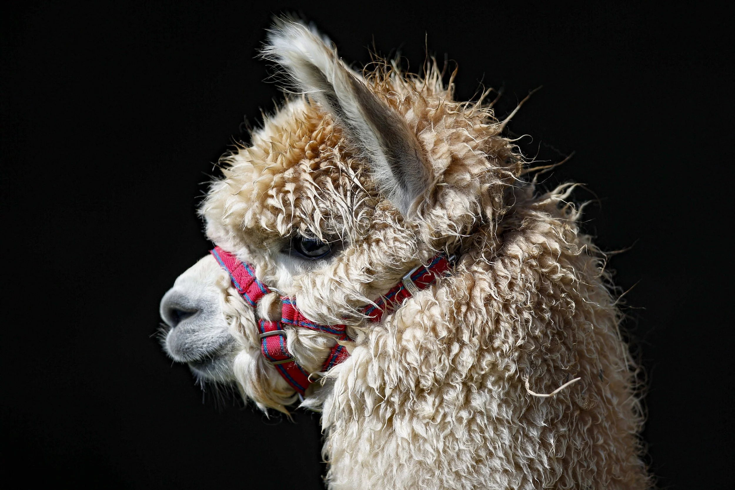 Alpaca 1.jpg