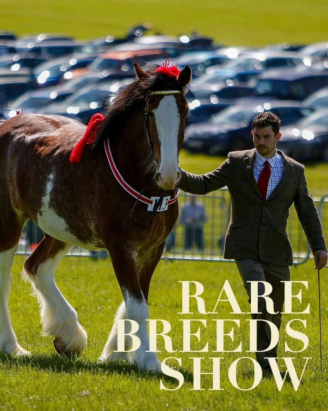 🐑 Rare Breeds Show

Immerse yourself in one of the UK's largest standalone rare breed shows, featuring over 50 unique breeds of cattle, sheep, pigs, goats, horses, ponies, and poultry. From the majestic Belted Galloway cattle to the spirited Dartmoo
