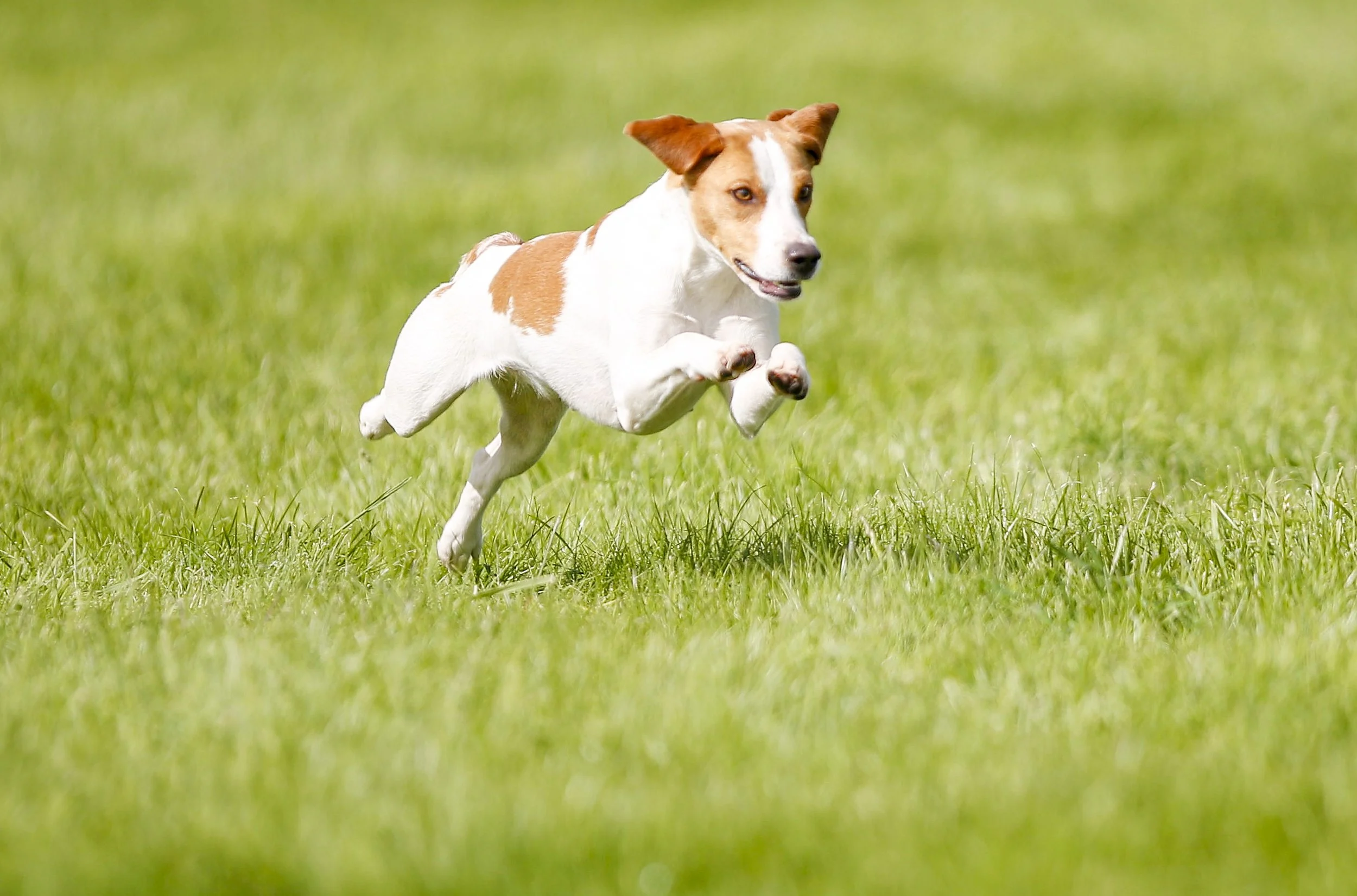 Dog running (terrier racing).jpg